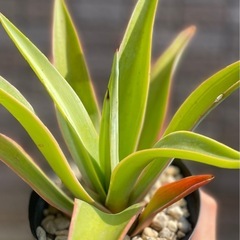 先着！アガベ　ベネズエラ　良型！の画像