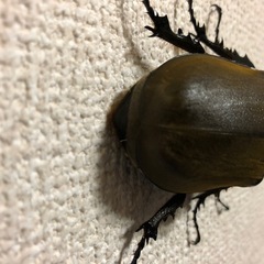 メス単品　エレファスゾウカブトの画像