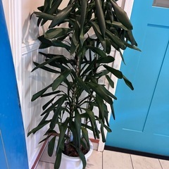 【ドラセナ・ジェレ 約150cm】西海岸インテリアに｜BLUE DOOR PLANTSの画像