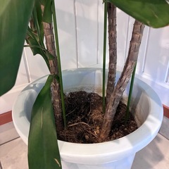 【ドラセナ・ジェレ 約150cm】西海岸インテリアに｜BLUE DOOR PLANTSの画像