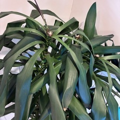 【ドラセナ・ジェレ 約150cm】西海岸インテリアに｜BLUE DOOR PLANTSの画像