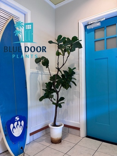 6【フィカス 約170cm】大型ゴムの木｜西海岸インテリア｜シンボルツリー｜BLUE DOOR PLANTS