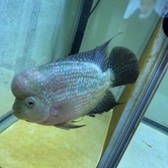 フラワーホーン　熱帯魚の画像