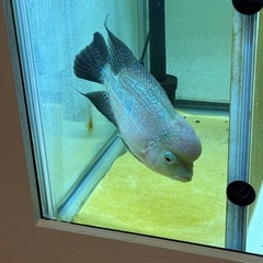 フラワーホーン　熱帯魚の画像