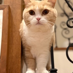 血統書あり｜スコティッシュ（クリーム）＆ブリティッシュ（グ…