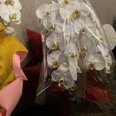 胡蝶蘭4つの画像