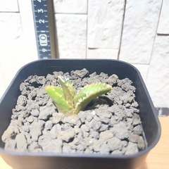 アガベチタノタ メガロドン  巨歯鯊　No.80の画像