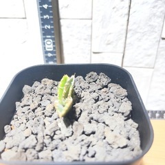 アガベチタノタ メガロドン  巨歯鯊　No.80の画像