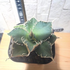 アガベチタノタ 緑幽霊  No.56の画像