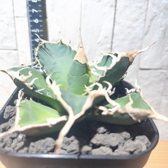 アガベチタノタ 緑幽霊  No.56の画像