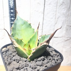 アガベチタノタ 黒豹 ブラックパンサー　No.36の画像