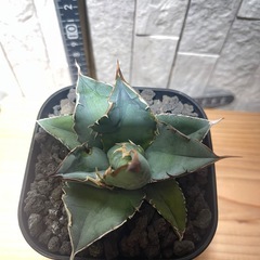 アガベ・チタノタ シャーク  鯊魚　No.82の画像