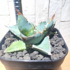 アガベ・チタノタ シャーク  鯊魚　No.82の画像