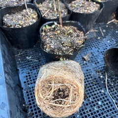 アスパラガス１年生苗の画像