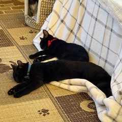 😍７ヶ月の黒猫さん！まんまるお目目のたまちゃん&サブロー