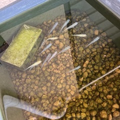 (お話中🙏一旦受付停止)屋外飼育ミックスメダカ🐟あげますの画像