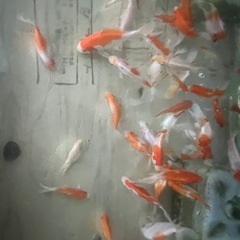 金魚　コメット　琉金　和金の画像