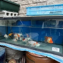 金魚　コメット　琉金　和金の画像