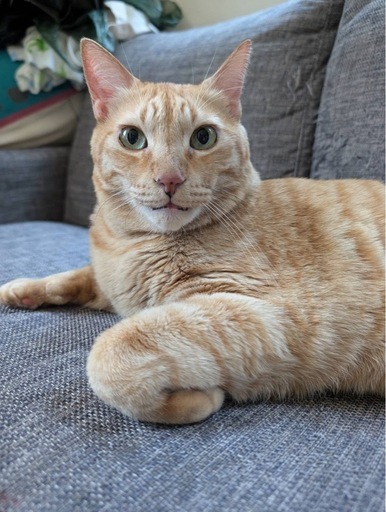 迷子猫
