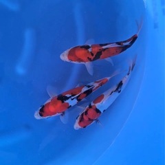 黄金やドイツ昭和など28cmほどの画像