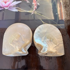 白蝶貝　マザーオブパールの画像