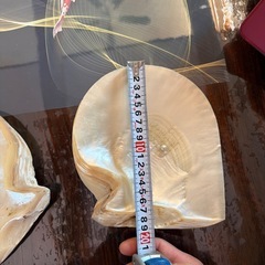 白蝶貝　マザーオブパールの画像