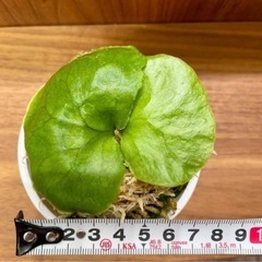 《板付可能》P.ridleyi wild_リドレイ ワイルド　胞子培養株の画像