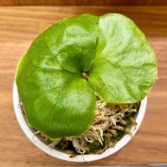 《板付可能》P.ridleyi wild_リドレイ ワイルド　胞子培養株の画像