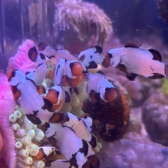 ラスト　2匹セット　ブリード ブラックスノーオセラリス　爆食いの画像