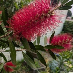 ブラシの木・苗木の画像