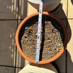 【大型植木鉢 3個セット 受け皿付き】の画像