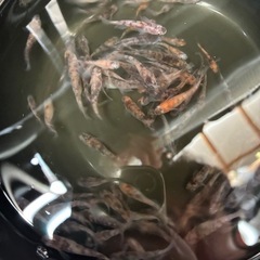 MIX めだか　50匹（1セット）　1000円　数セット有り　の画像