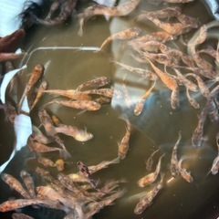 MIX めだか　50匹（1セット）　1000円　数セット有り　の画像