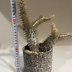 【良樹形・毎年開花】パキポディウム・デンシフローラム｜2019年〜育成株｜パルコジョキ購入の画像