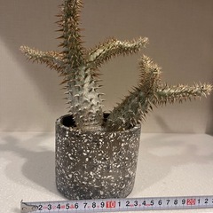 【良樹形・毎年開花】パキポディウム・デンシフローラム｜2019年〜育成株｜パルコジョキ購入の画像