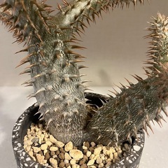 【良樹形・毎年開花】パキポディウム・デンシフローラム｜2019年〜育成株｜パルコジョキ購入の画像