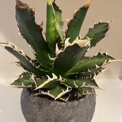 【裏棘あり・良血統】アガベ チタノタ ‘レッドキャットウィーズル’（赤猫）｜the Farm UNIVERSAL大阪 購入株の画像