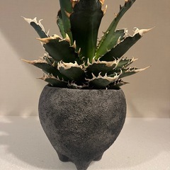 【裏棘あり・良血統】アガベ チタノタ ‘レッドキャットウィーズル’（赤猫）｜the Farm UNIVERSAL大阪 購入株の画像