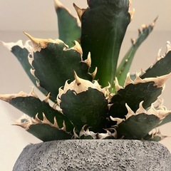 【裏棘あり・良血統】アガベ チタノタ ‘レッドキャットウィーズル’（赤猫）｜the Farm UNIVERSAL大阪 購入株の画像