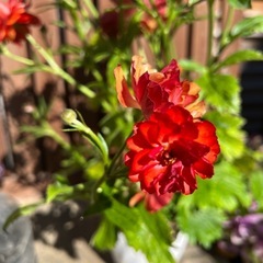 ラナンキュラスラックスシルクレッド 花植物ガーデニングの画像