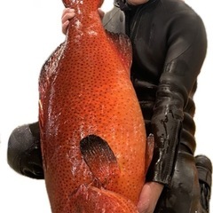 潜り漁師/漁業/高給料/1名のみ募集の画像