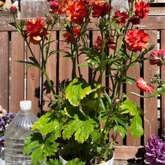 ラナンキュラスラックスシルクレッド 花植物ガーデニングの画像