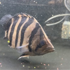 ダトニオプラスワン 25cm の画像