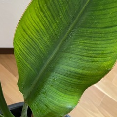 観葉植物　オーガスタの画像