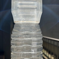 ゾウリムシの画像