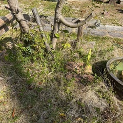 シマトネリコ　　庭木の画像