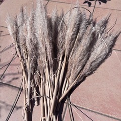 パンパスグラス、32本、インテリア、ドライフラワーの画像