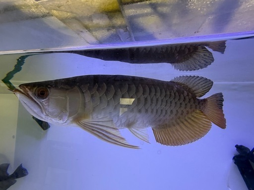 大型熱帯魚水槽セット
