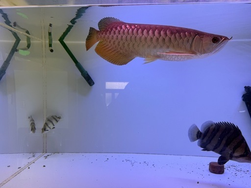大型熱帯魚水槽セット
