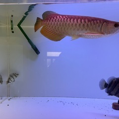 大型熱帯魚水槽セットの画像